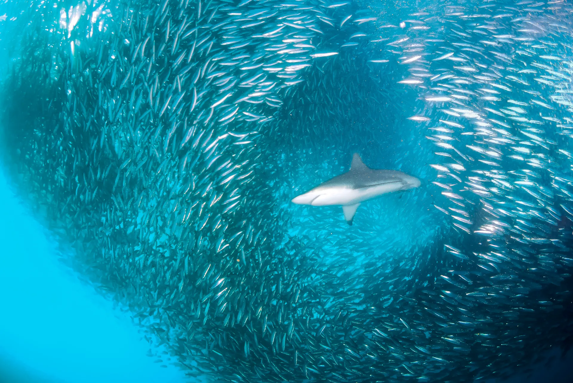 南非，沙丁魚風暴